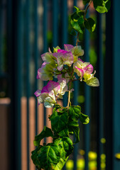 The purple and white bougainvillea is spectacular.