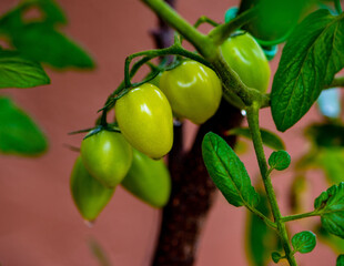 Still green cherry tomatoes on a branch. Brown background.