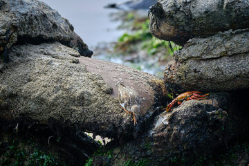 Adult Sally lightfoot crab (Grapsus grapsus) in the sandy pool of La Punta beach in Lima - Peru.