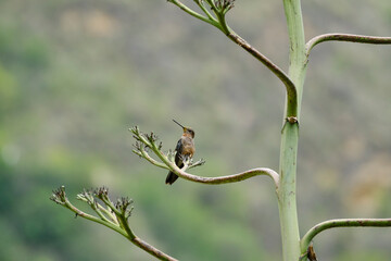 Giant Hummingbird (Patagona gigas), beautiful hummingbird perched on a maguey. Peru.