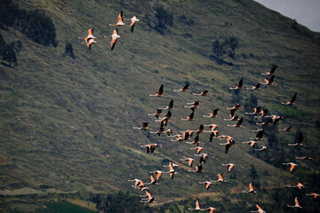 Chilean Flamingo (Phoenicopterus chilensis), beautiful group of flamingos flying over an Andean...