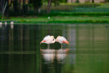 Chilean Flamingo (Phoenicopterus chilensis), beautiful group of flamingos resting on Andean lake shore, preening and feeding. Peru.