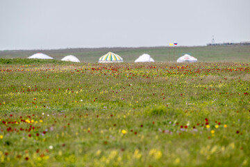 wild yellow and blue irises and beautiful wild tulips of different colors in the spring steppe of Kalmykia