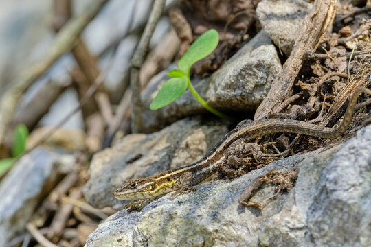 Lesser Ornate Whorltail Iguana (Stenocercus ornatissimus), a beautiful specimen endemic to Peru; it was resting and receiving the sun's rays; it is also in near-threatened status.