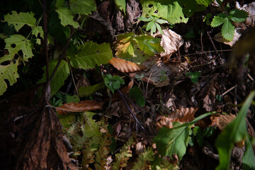 Autumn landscape in a mountain forest.