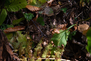 Autumn landscape in a mountain forest.
