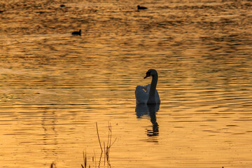 swan on the lake, magic hour, lake, bird