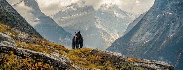 a black bear standing on all fours, surveying the breathtaking valley below amidst the towering mountains. - obrazy, fototapety, plakaty