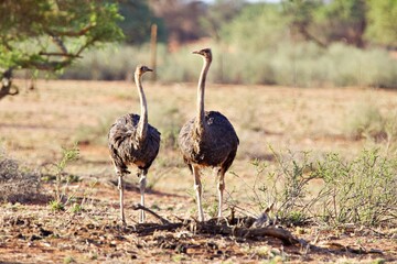 Zwei Strausse in der Kalahari