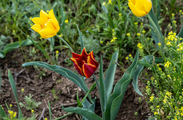 beautiful different colored wild tulips in the spring steppe of Kalmykia