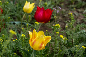 beautiful different colored wild tulips in the spring steppe of Kalmykia
