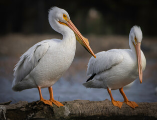 Migrating North American Pelicans stopping at local lake for rest before moving to their summer location, Fishers, Indiana. Spring. 