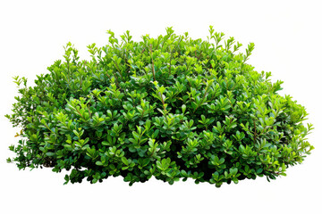 Obraz premium A photo of a green bush with white background