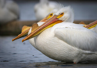 North American Pelicans stopping for rest during spring migration, Fishers, Indiana, local lake. 