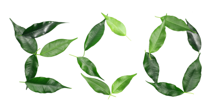 Ficus Benjamina green leaves in shape word ECO, weeping fig twig isolated on white, clipping path - Powered by Adobe