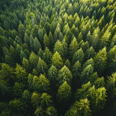 As stewards of forest conservation, our business leverages technology to sustain resources and profitability, business concept