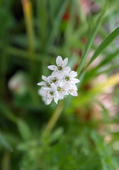 Decorative white allium, Allium sativum in bloom