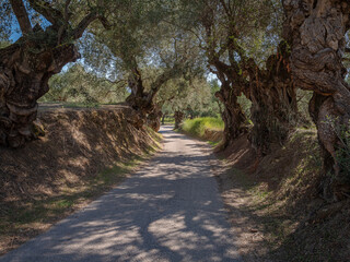 Road between old olive trees on a Greek island in bright morning sunlight
