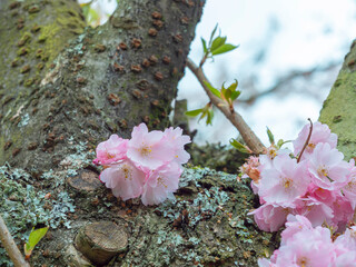 Pink cherry flowers bloom on a tree trunk. Blurred background.
