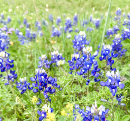 Field of Texas Bluebonnets * Stunning Rural Ranch Countryside in springtime * Texas * Southern America