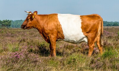 Cow