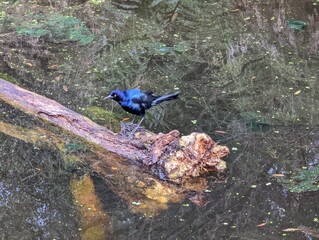 Naklejka premium Crow on the wild forest swamp, nature wilderness background, birdlife photography. Wild crow on a swamp region, Green key Nature Center in Florida