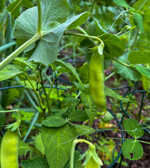 Snow Peas growing in a spring garden