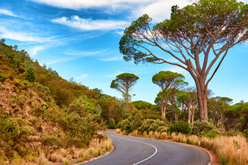 Trees, mountain and road trip travel in nature for journey route with transportation, holiday or...