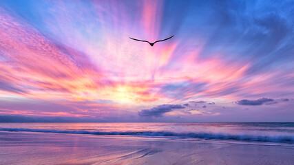 Bird Flying Ocean Beach Sunrise Freedom Inspiration Divine Hope Beautiful Faith Sunset