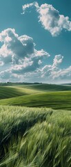 Fototapeta premium A field of green grass with a few clouds in the sky