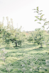 apple orchard