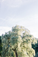 weeping willow tree in the park