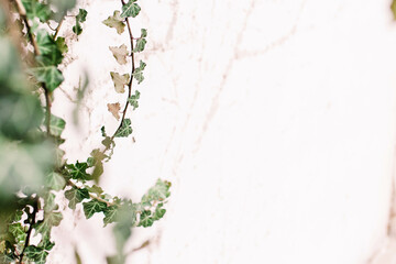 vines against white stone background