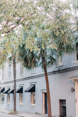 blue building with palm trees