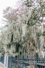 Spanish moss in the spring