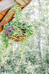hanging flowers in a garden