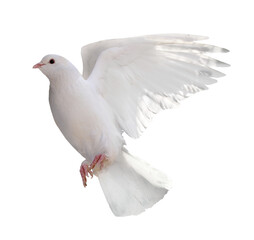 Free flying white dove isolated. Symbol of peace