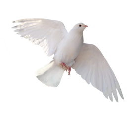 Free flying white dove isolated. Symbol of peace