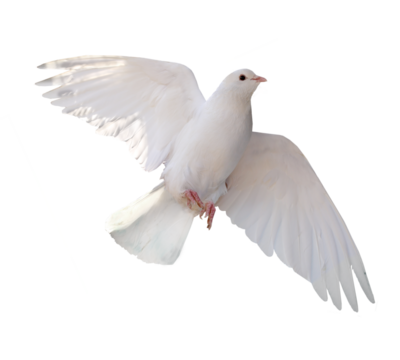 Free flying white dove isolated. Symbol of peace