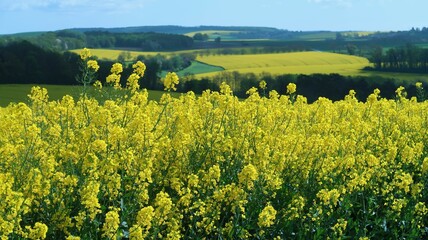 Agriculture en Champagne Ardenne, paysage de champ de colza (brassica napus) jaune, en fleur, au printemps (France)