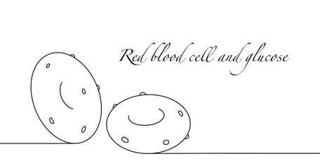 Erythrocyte. Glucose