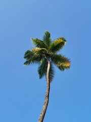 palm tree against sky