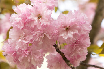 Pink delicate flowers of Japanese cherry blossom, close-up