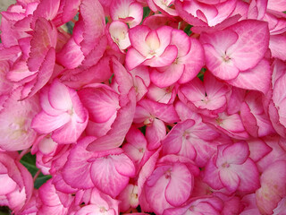 Vibrant Pink Hydrangea Blooms