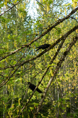 Crow in a tree