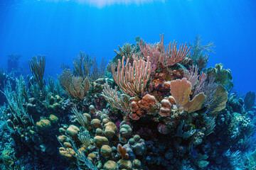 Fototapeta na wymiar Caribbean coral garden, Bonaire