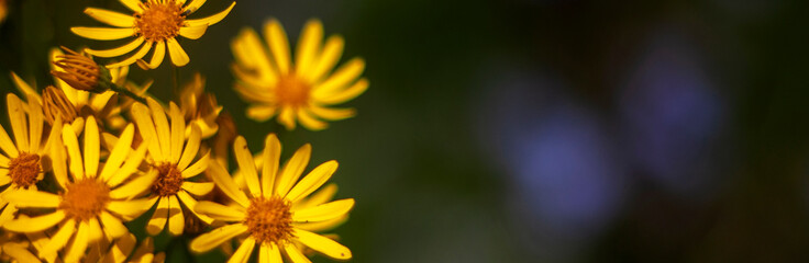 A bouquet of wildflowers on a blurred bokeh background. Yellow wildflowers on a summer day. View...