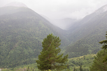Pine tree against the backdrop of a mountain valley. There is fog over the valley.