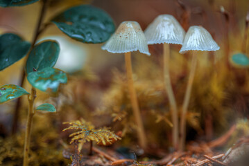 Mushrooms containing psilocybin grow in the forest.