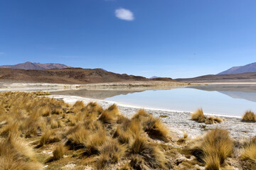 Bolivia, Colorada Lagoon in Avaroa National Park. Paja Brava grasses on the shore of the lagoon.